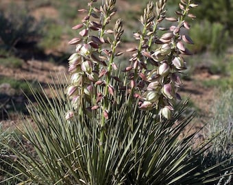 Yucca baccata fresh seed