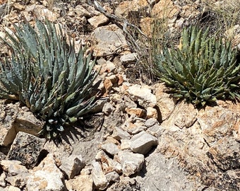 Agave utahensis nevadaensis planta viva