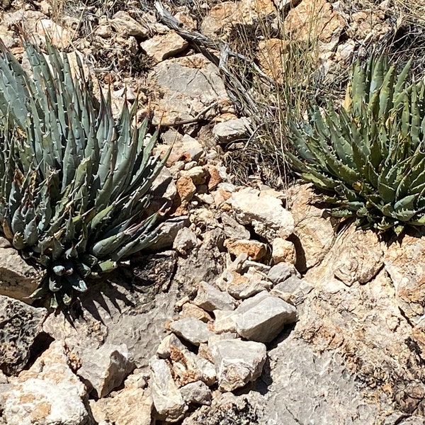 Agave utahensis live plant