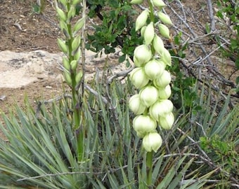 Yucca harrimaniae seeds