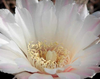 Gymnocalycium chubutense seed