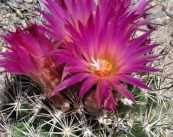 Escobaria vivipara live cactus