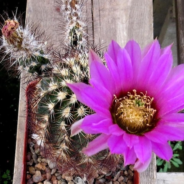 Echinocereus reichenbachii ssp. Nova JRT 205 seeds