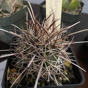 Live plant Sclerocactus parviflorus