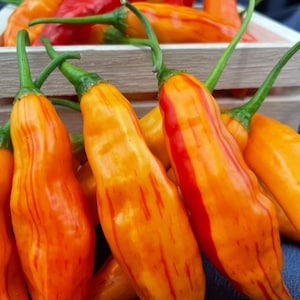 Tropical Tiger F1 - Hybrid Pepper Seed