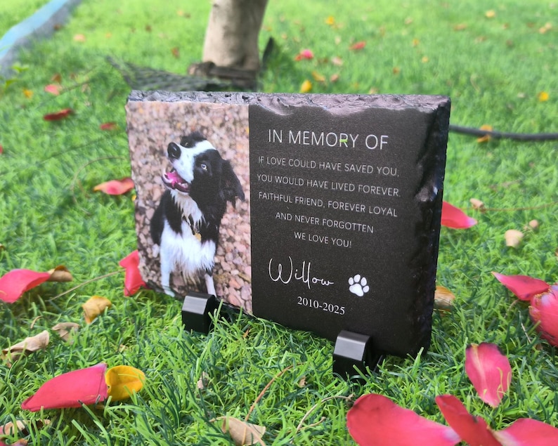 K&ouml;nnte beinhalten: Schwarzer Schiefer-Tiergedenkmal mit einem Foto eines schwarz-wei&szlig;en Border Collies. Die Inschrift lautet "In Gedenken an" und enth&auml;lt ein Gedicht &uuml;ber einen treuen Freund. Der Name des Tieres ist "Willow" und die Daten sind 2010-2025.