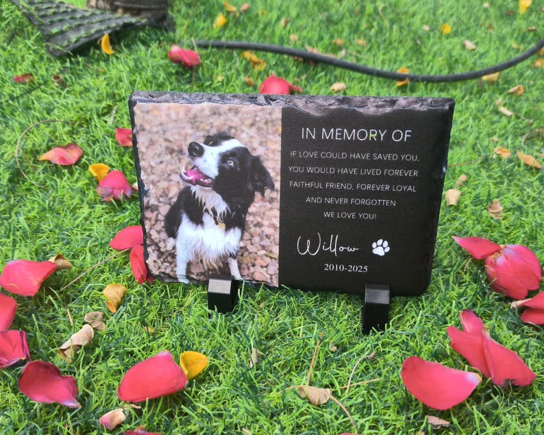 K&ouml;nnte beinhalten: Schwarzer Schiefer-Gedenkstein mit einem Foto eines schwarz-wei&szlig;en Hundes und dem Text "IN MEMORY OF", "IF LOVE COULD HAVE SAVED YOU. YOU WOULD HAVE LIVED FOREVER FAITHFUL FRIEND, FOREVER LOYAL AND NEVER FORGOTTEN WE LOVE YOU! Willow 2010-2025"