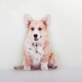 Pet Memorial, Customized Pet Wall Clock, Personalized Photo Pet Memorial Gift for Dog Owner Wall Décor Clock, Pet Loss Gift, Dog Lovers Gift