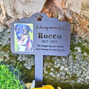 Könnte beinhalten: Ein grauer Metall-Gedenkpfahl für Haustiere mit einem Foto eines Hundes namens Rocco. Der Pfahl trägt die Aufschrift "In loving memory of Rocco 2017-2025" und einen Pfotenabdruck.