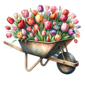 May include: A vintage wheelbarrow filled with a colorful bouquet of tulips in shades of pink, red, yellow, and purple. The wheelbarrow is made of metal and has a wooden handle.