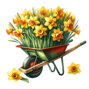 May include: A green wheelbarrow filled with a bouquet of yellow daffodils. The wheelbarrow has a wooden handle and a red metal rim.