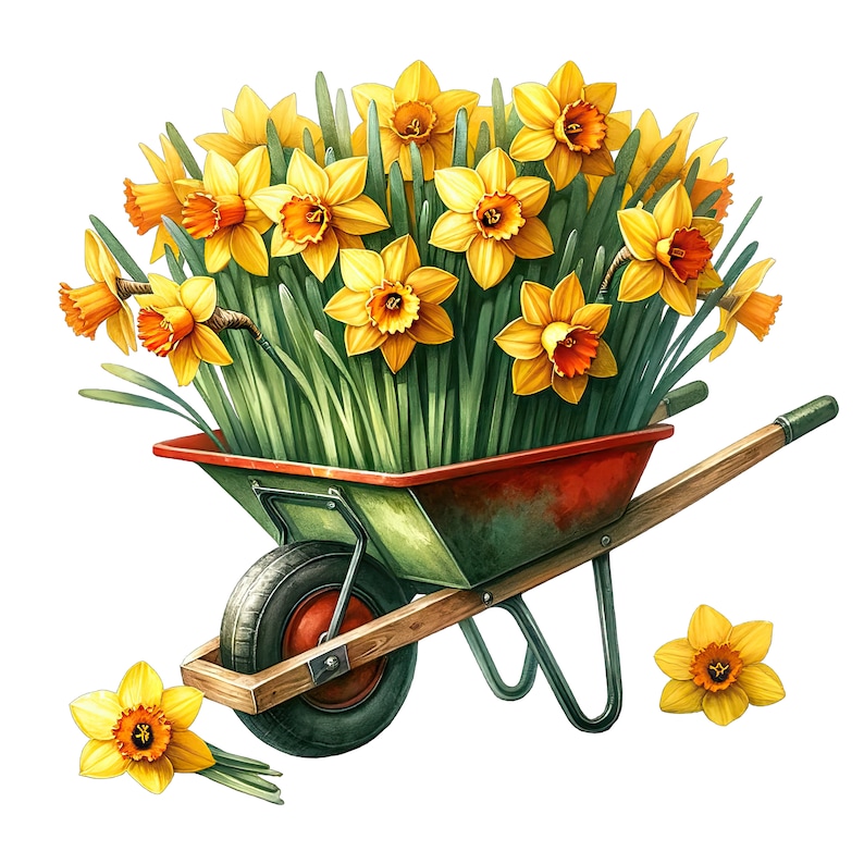 May include: A green wheelbarrow filled with a bouquet of yellow daffodils. The wheelbarrow has a wooden handle and a red metal rim.