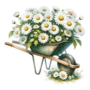 May include: A green metal wheelbarrow filled with a bouquet of white daisies. The wheelbarrow is on a white background.
