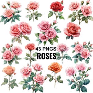 Aquarell Rosen Clipart, Png Rosen, Rosen Strauß, Rose Blume Clipart, rosa Rose Clipart, Pastell Rose Png, Romantische Rosen, Valentinstag Rose Png