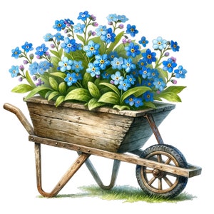 May include: A wooden wheelbarrow filled with a bouquet of blue forget-me-not flowers.