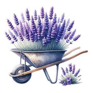 May include: A vintage wheelbarrow filled with a bouquet of purple lavender flowers. The wheelbarrow is made of metal and has a wooden handle. There is a small bunch of lavender flowers on the ground in front of the wheelbarrow.