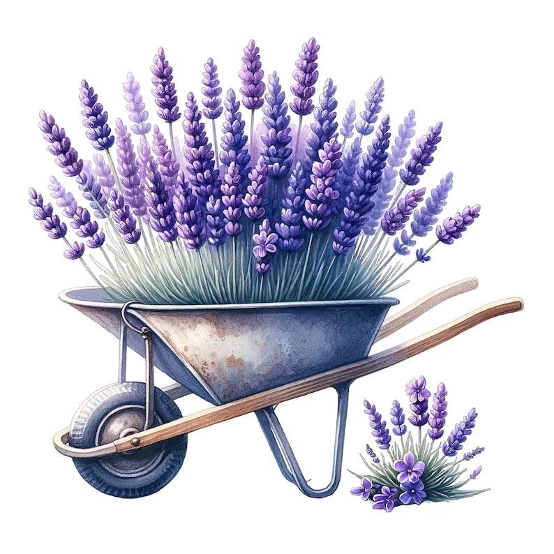 May include: A vintage wheelbarrow filled with a bouquet of purple lavender flowers. The wheelbarrow is made of metal and has a wooden handle. There is a small bunch of lavender flowers on the ground in front of the wheelbarrow.