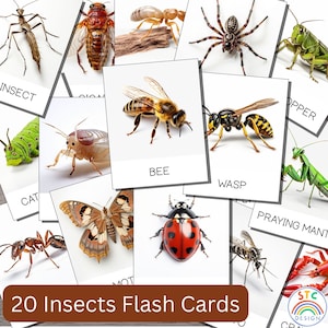 Cartões flash de insetos, conjunto de 20, cartões infantis e pré-escolares, cartões educacionais para impressão, cartões pdf imprimíveis, cartões flash para crianças