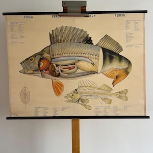 school poster linen 'Baars' - Barsch 1965