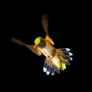 May include: A hummingbird with a green head and orange body hovers in mid-air with its wings spread out. The bird's tail feathers are a vibrant mix of blue, green, and purple.