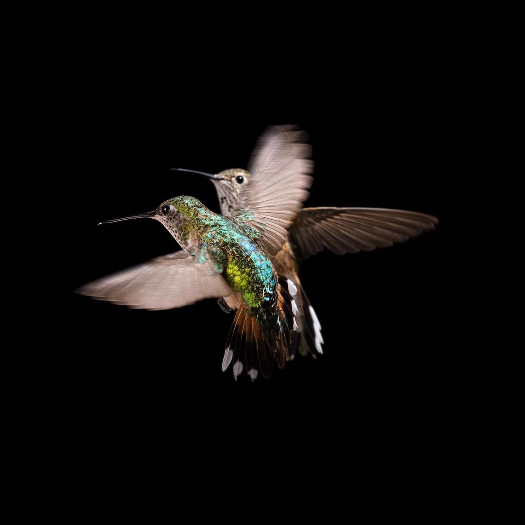 Hummingbirds in Harmony Square Portrait | Nature Photography | High Res ...
