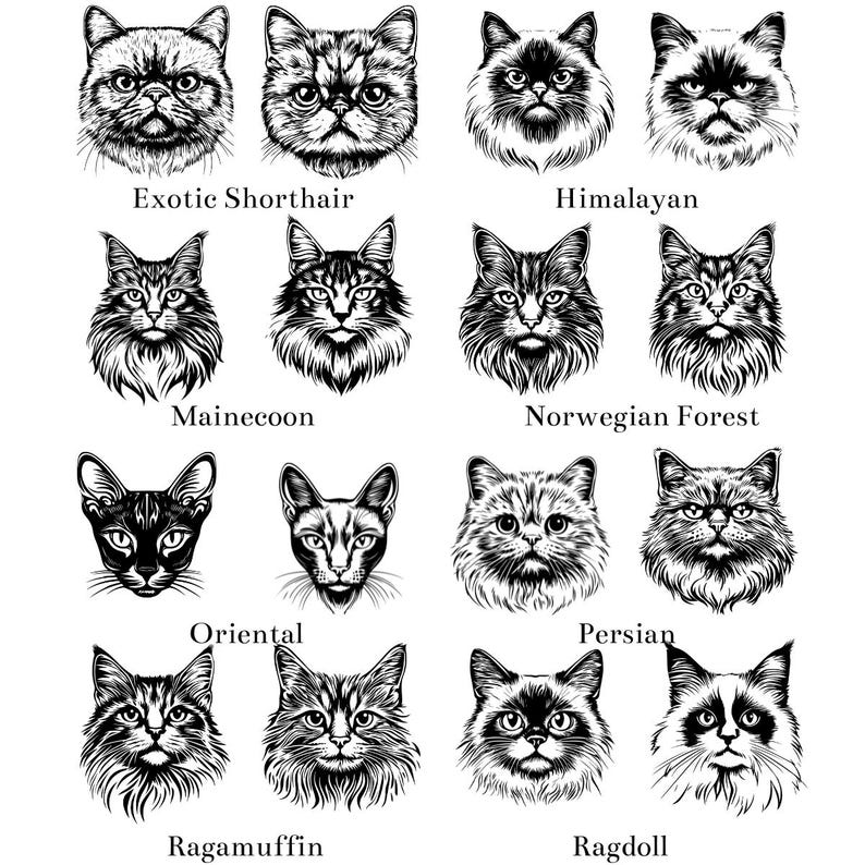Cute Cats Breed Face Portrait SVG PNG Clipar…