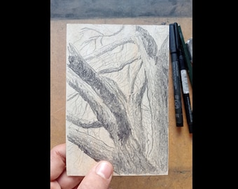 Stone Pine Branches - A6 (105 x 148.5 mm) - Original Graphite Drawing, observation drawing, Art, Nature, Tree