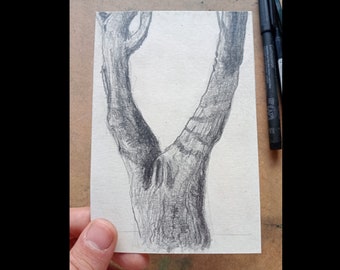 Arbre fourchu - A6 (105 x 148,5 mm) - dessin original au graphite, dessin d'observation, art, nature, arbre