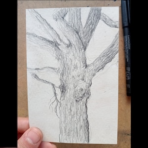 Tronco de pinheiro-manso - A6 (105 x 148,5 mm) - Desenho original em grafite, desenho de observação, Arte, Natureza, Árvore