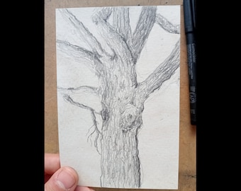 Stone Pine Trunk - A6 (105 x 148,5 mm) - Originele grafiettekening, observatietekening, kunst, natuur, boom