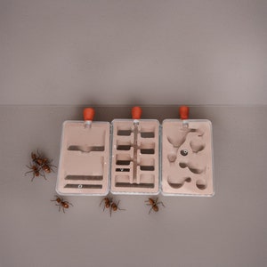 Può includere: Tre formicai beige con coperchi in plastica trasparente e tubi di alimentazione arancioni. I formicai sono disposti in fila su una superficie grigia. Ci sono quattro formiche rosse sulla superficie.