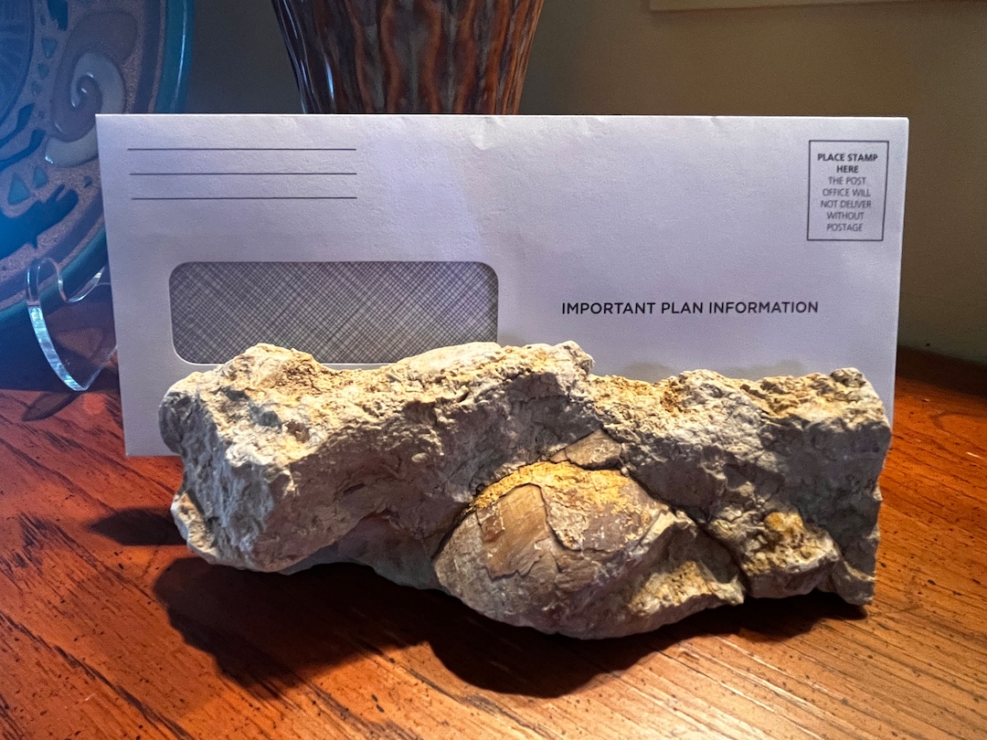 Rudist Bivalve Fossil - Fort Terrett Limestone Rock/stone Mail or ...