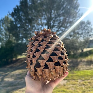 Peut inclure: Une grande pomme de pin ligneuse et brune dotée d'une structure symétrique composée d'écailles superposées. Le cône présente un sommet arrondi et pointu ainsi qu'une base large, révélant une surface naturelle texturée avec des interstices.