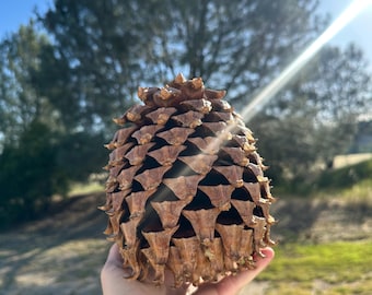 7"-9" kouterdennenappel (Pinus Coulteri) (weduwenmaker)