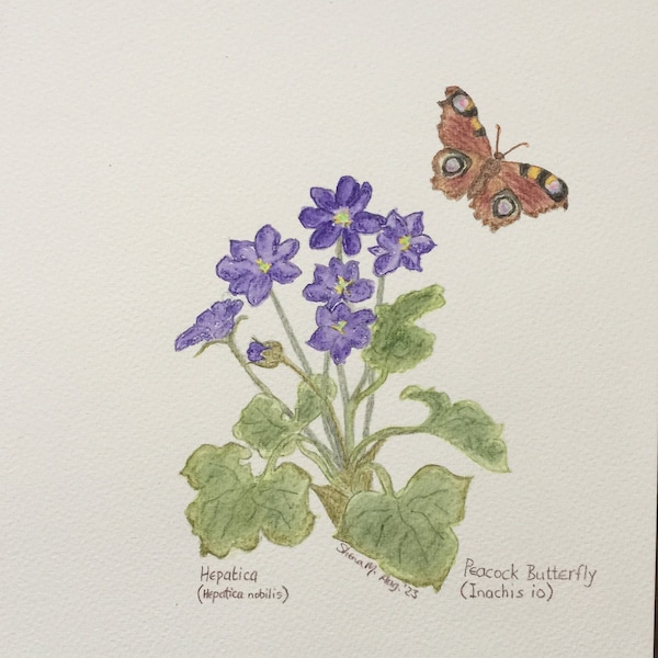 HAND PAINTED ORIGINAL Watercolour "Hepatica & Peacock Butterfly" - Lightfast Colours - A4 - 100% Cotton Paper - Minimalist Botanical Art