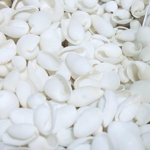 Op de afbeelding: Een close-up van een stapel witte schelpen. De schelpen zijn glad en ovaalvormig, met een lichte kromming. Ze zijn allemaal ongeveer even groot en zijn in een willekeurig patroon gerangschikt.