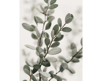 Eucalyptus Wall Art Print, Sage Botanical Poster, Minimalist Matte Vertical Artwork, Natural Home Decor