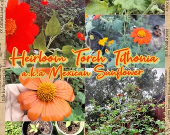 Stunning Color Heirloom 'Torch' Tithonia a.k.a Mexican Sunflower 30 Seeds Grown In Northeast Florida