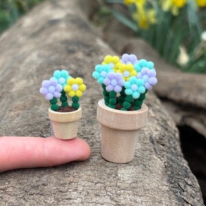 May include: Two potted plants with colourful pom-pom flowers. The smaller plant has purple, yellow, and blue flowers. The larger plant has purple, yellow, and light blue flowers.