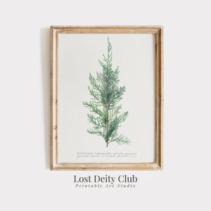 Winter Botanical Art Print: Vintage Pine Tree Branch Art, Neutral Farmhouse Holiday Decor #115