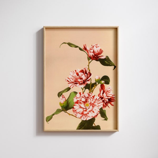 Striped Camellias, Ogawa Kazumasa Japanese Floral Photography, Japanese Floral Art, Collotype Flower Poster, Fine Art Botanical Decor | #34
