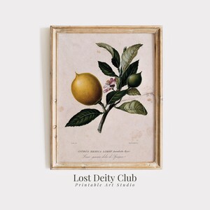 Vintage Lemon Wall Art, Rustic Farmhouse Kitchen Botanical Fruit Print, Antique Botanic Art, Lemon Mediterranean Rustic Kitchen Decor | #52