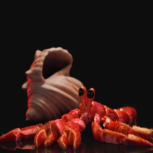 May include: A vibrant red crab figurine with large black eyes and detailed claws. A beige seashell is in the background against a black backdrop. The crab is positioned on a reflective surface.
