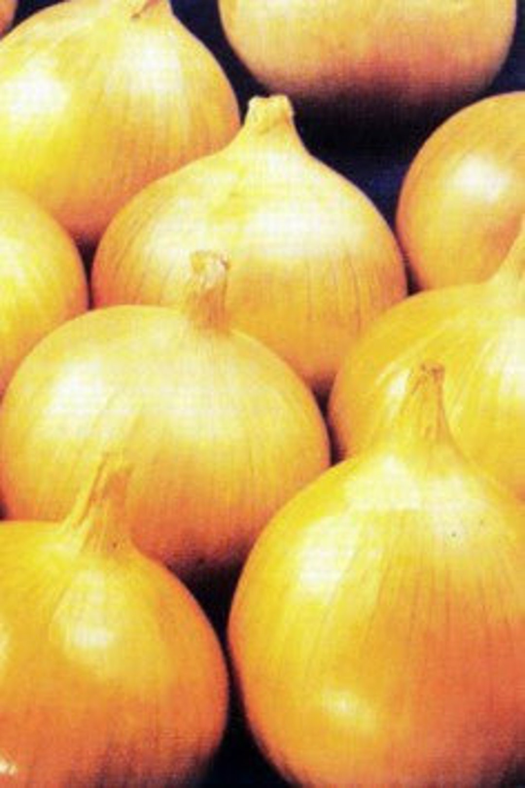 Ailsa Craig Onion 100 Seeds / ORGANIC Seeds Etsy