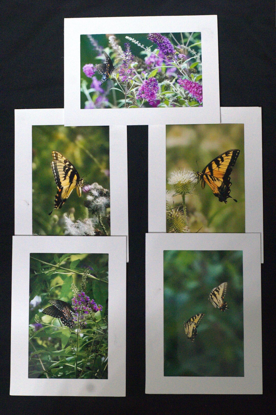5 BUTTERFLY Photo Greeting Cards - Blank Inside - Can Be Framed - Etsy