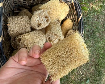 May include: A hand holding a natural loofah sponge, with a basket full of similar sponges in the background. The sponges are a light tan color and have a fibrous, textured appearance. The basket is made of woven brown material.