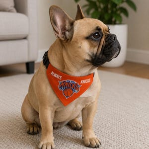 Op de afbeelding: Een beige Franse Bulldog draagt een oranje bandana voor huisdieren met het logo van het basketbalteam New York Knicks in blauw, oranje en wit, met de tekst ALWAYS KNICKS in witte letters rondom het embleem van het team gedrukt.