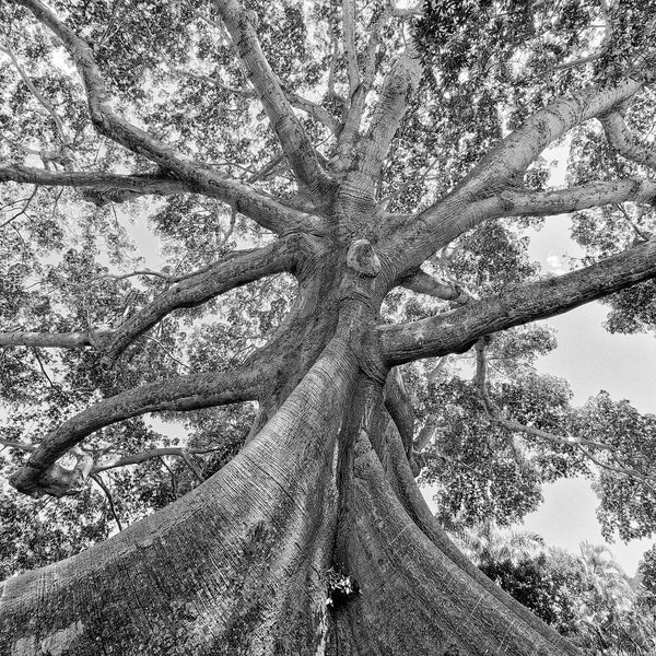The Mighty Kapok Tree