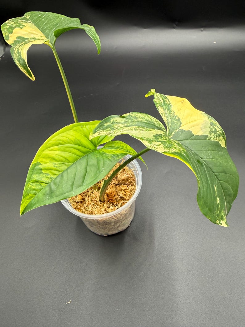 Syngonium Aurea - Thumbnail 3