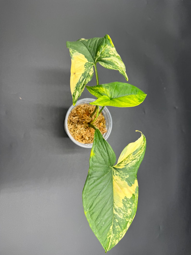 Syngonium Aurea - Thumbnail 2